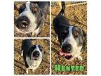Hunter Border Collie Adult Male