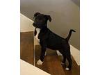 Marley Labrador Retriever Puppy Male