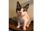 Prancer Siamese Kitten Male