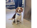 Rusty Beagle Adult Male