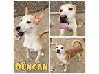 Duncan Husky Young Male