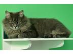 Bella American Bobtail Adult Female