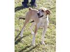 Kimmie Beagle Adult Female