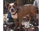 FINN American Staffordshire Terrier Adult Male