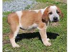 Pansy St. Bernard Puppy Female