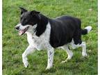 Jack Border Collie Senior Male