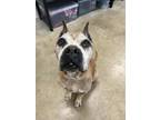 Ole Man Rebel Boxer Senior Male