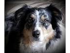 Skylar Australian Shepherd Adult Female