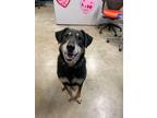 Bullet Labrador Retriever Young Male