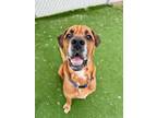 Droopy Mastiff Senior Male