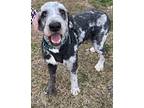 Cash Aussiedoodle Adult Male