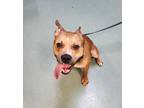 Bubba American Pit Bull Terrier Adult Male
