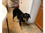 Zeke Schnauzer (Standard) Adult Male