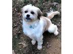 MISSY MOO Shih Tzu Young Female
