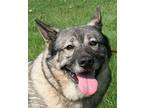 BJORN Norwegian Elkhound Adult Male