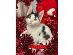 12/15 - Domino Domestic Shorthair Kitten Female
