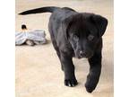 Arnold Terrier (Unknown Type, Medium) Puppy Male