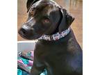 Apollo American Staffordshire Terrier Young Male