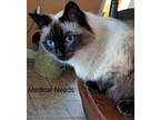Chanel (Fru Fru Litter) Birman Adult Female