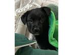 Meg March Labrador Retriever Puppy Female