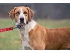 Woodstock Australian Shepherd Adult Male