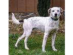 Cobbler English Setter Young Male