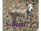 Schotzi 123237 Labrador Retriever Adult Female