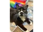 Lumiya Domestic Shorthair Senior Female