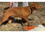Refuge Shar Pei Puppy Female