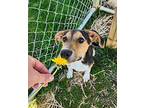 Anise Beagle Puppy Female