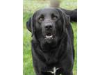 Dutch Labrador Retriever Adult Male