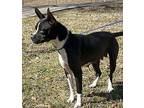 Muffin Boston Terrier Adult Female