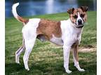 LIL KLINGER 27 lbs. Jack Russell Terrier Adult Male