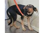 Thomas Brown German Shepherd Dog Puppy Male
