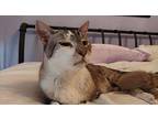 Willy Siamese Senior Male