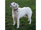Whitey Fox Terrier (Wirehaired) Adult Male
