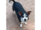 Macy from TEXAS Rat Terrier Adult Female