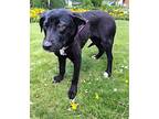PUPPY LOUISE Labrador Retriever Puppy Female