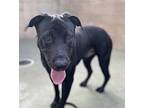 Rafa Labrador Retriever Young Male