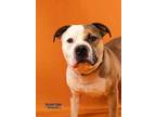 Cooper American Pit Bull Terrier Adult Male
