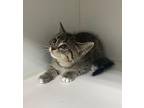 Oscar Domestic Shorthair Kitten Male