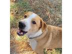 Cash Elliott Boxer Young Male