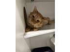 Lou Domestic Mediumhair Senior Male