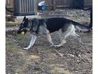 SAMMI German Shepherd Dog Adult Female
