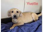 Yvette Terrier (Unknown Type, Medium) Puppy Female