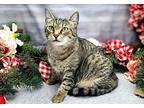 Addi American Shorthair Adult Female