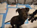Ziggy Labrador Retriever Puppy Male