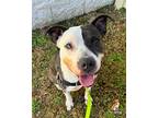 Samantha American Pit Bull Terrier Adult Female