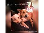 Essie Labrador Retriever Adult Female