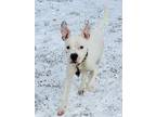Blanco American Pit Bull Terrier Puppy Male